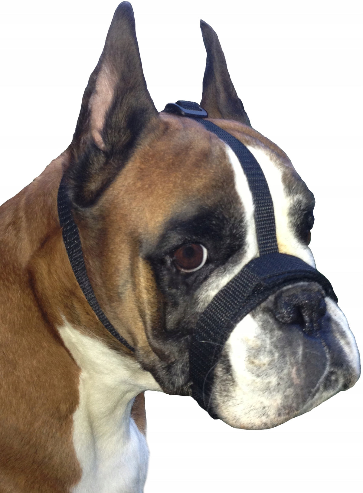 Adjustable muzzle for brachycephalic breeds XS