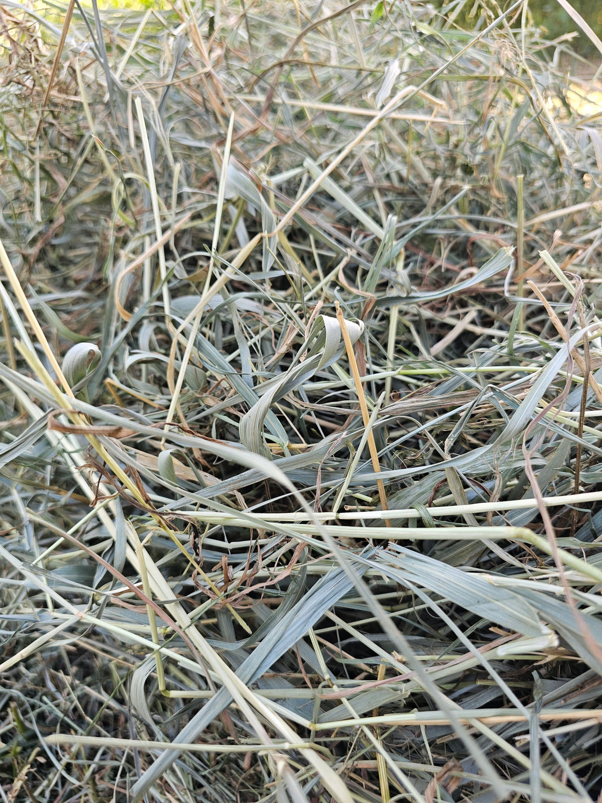 August meadow hay - second swath for rabbit - 2 kg Packaging status original