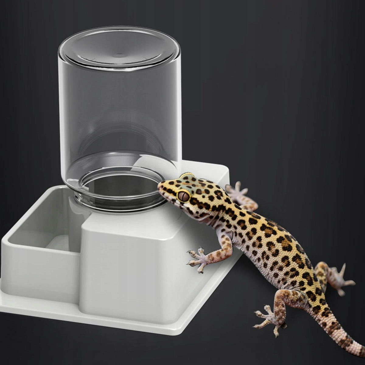 Automatic Reptile Water Dish Container Reusable Water Dispenser with White