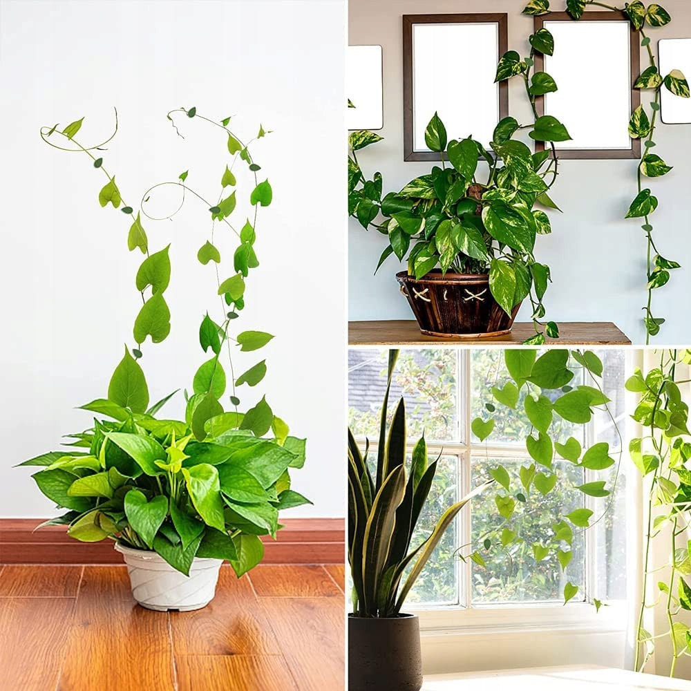 CLIP HANDLE FOR SUPPORTING PLANTS ON THE WALL PLANTS CLIMB HOLDERS Color green