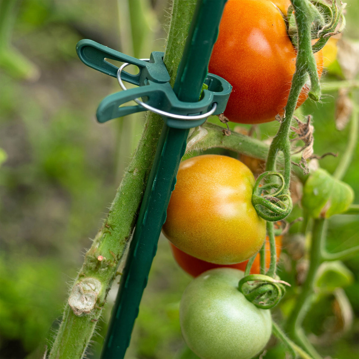 CLIPS CLASPS FOR TOMATO PLANTS SHOOTS BEAN STEMS CUFFLINKS SET OF 20 Color green