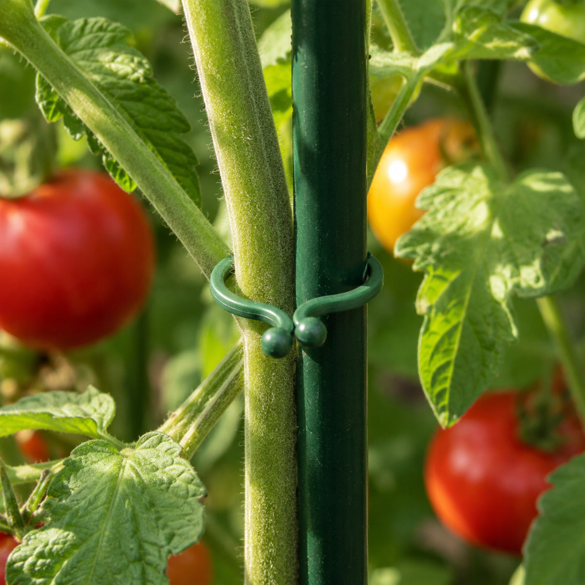 CLIPS FOR TOMATO PLANTS, BEAN STEM FASTENINGS, 23mm, 50pcs Packaging status original