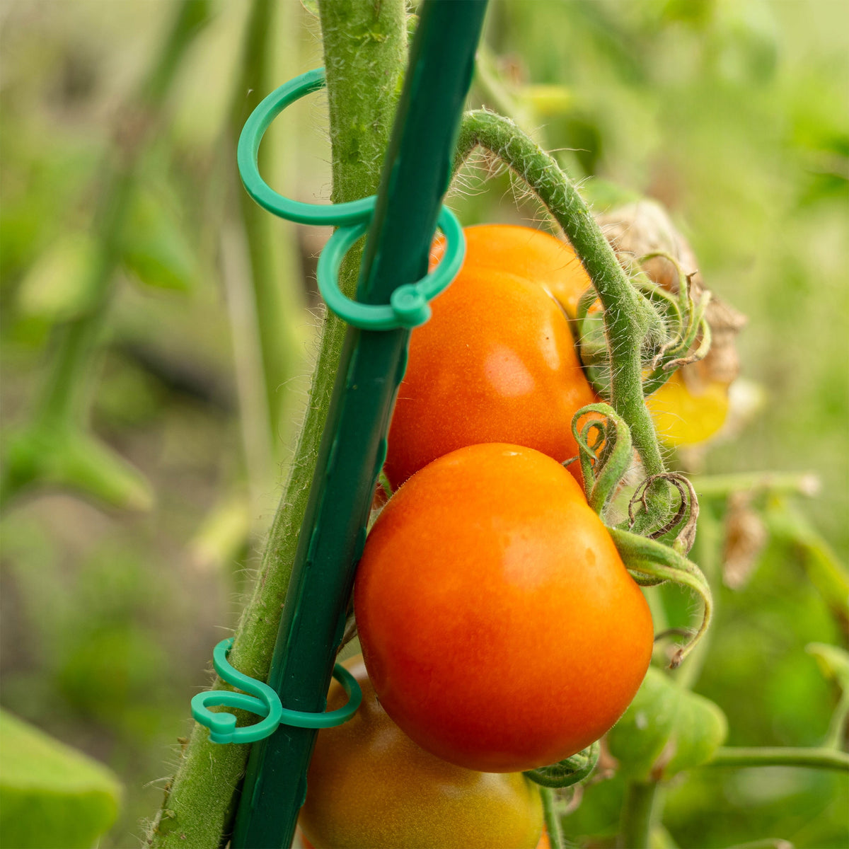 CLIPS FOR TOMATO PLANTS FOR STEM AND SHOTS FASTENING 3cm / 4cm 40pcs Color green