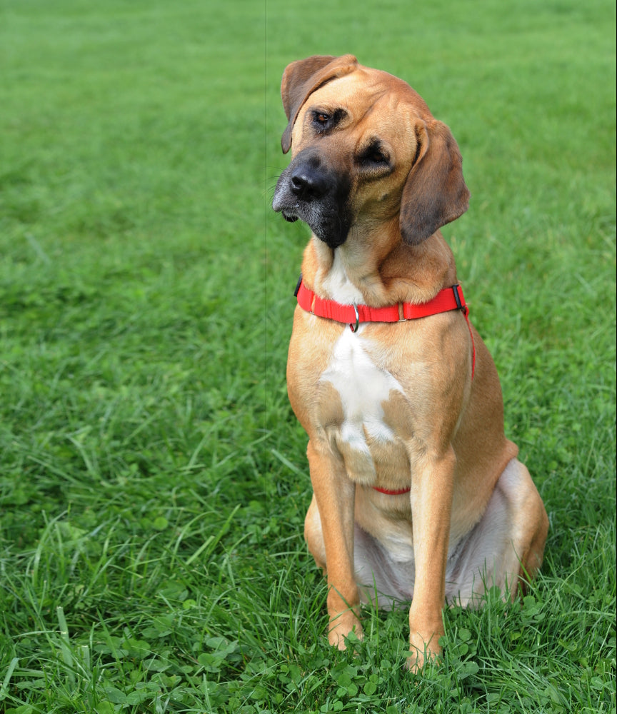 DINGO EASY WALK HARNESS FOR PULLING DOGS R. 70 Brand Dingo