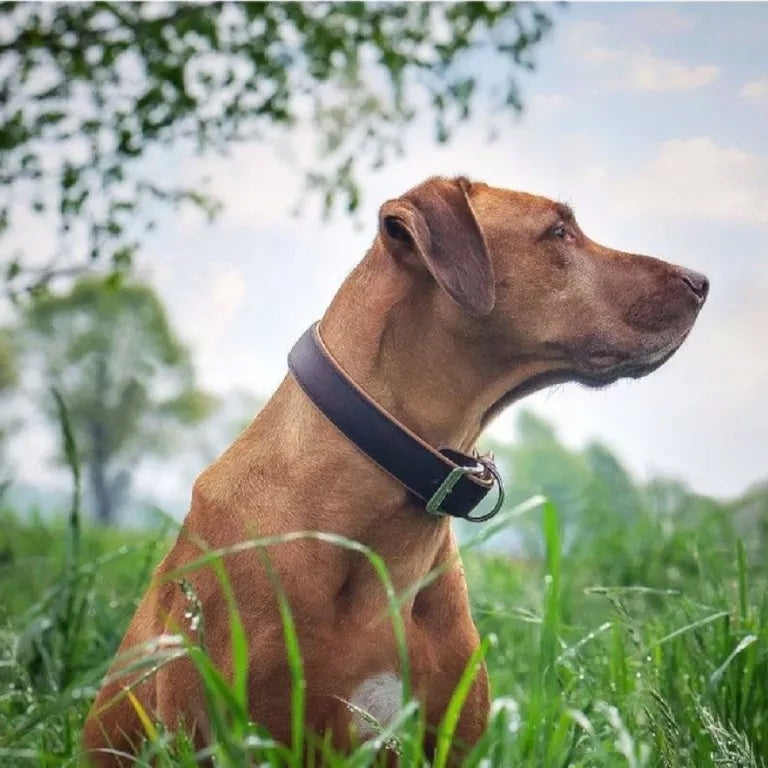 DOG COLLAR LEATHER DAS LEDERBAND M Manufacturer code 4251266104407