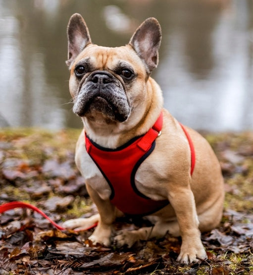 Dingo Pressure-free harness with two-strap adjustment S red Manufacturer code 15850