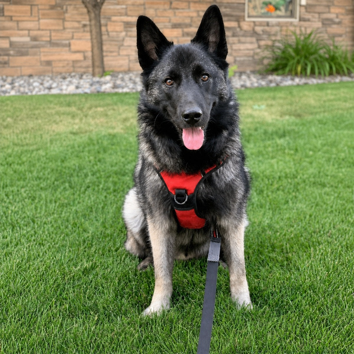 Dog Harness STRONG solid PREMIUM XL red Manufacturer code 4069291137440
