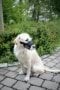 Dog muzzle Nylon, 20 - 26 cm x 9,5 cm, Kerbl