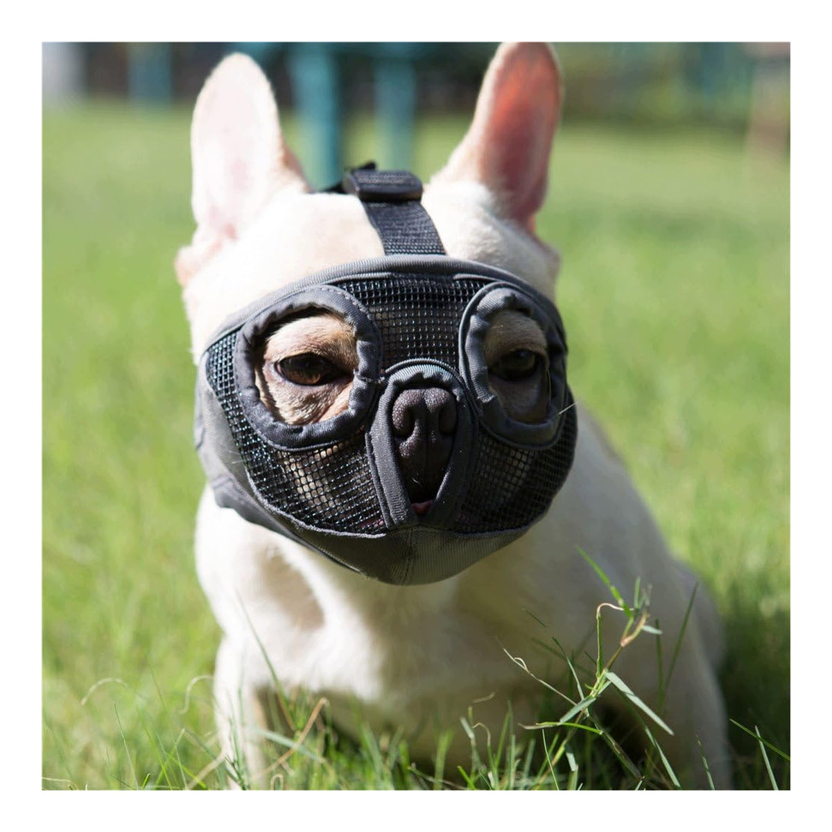 Dog muzzle short mesh adjustable for bulldog pug for barking