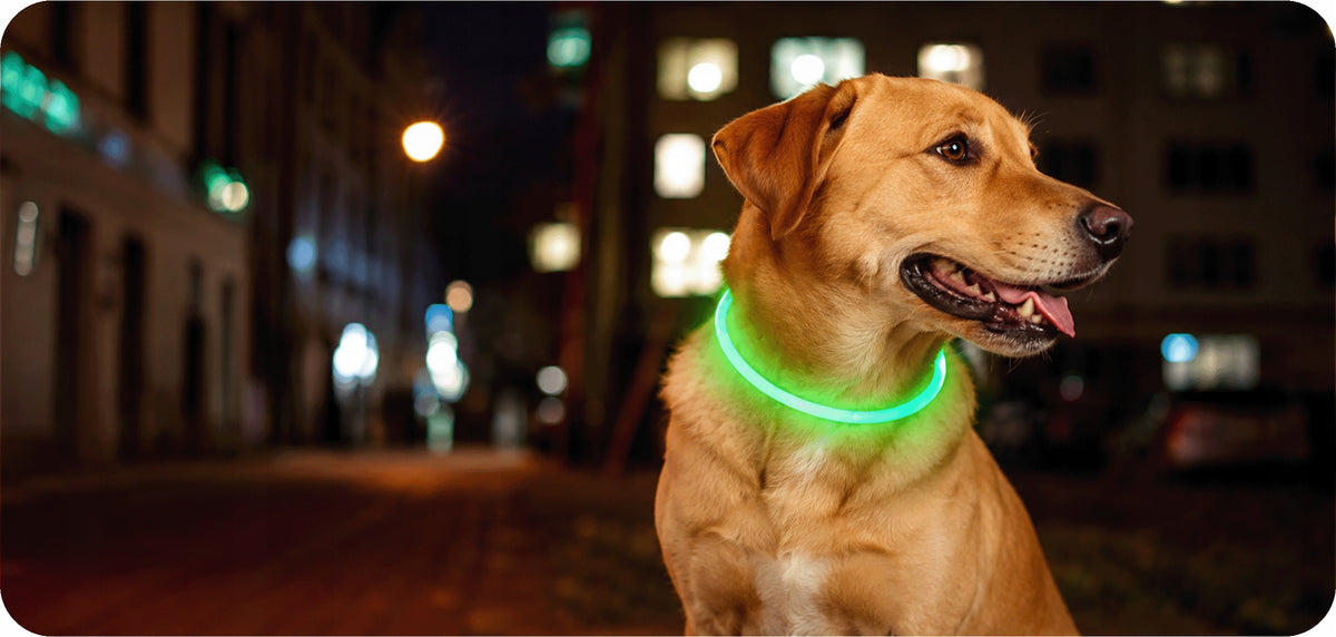 GLOWING DOG COLLAR GREEN LED USB 3 LIGHT MODES ADJUSTABLE NEON Packaging status original
