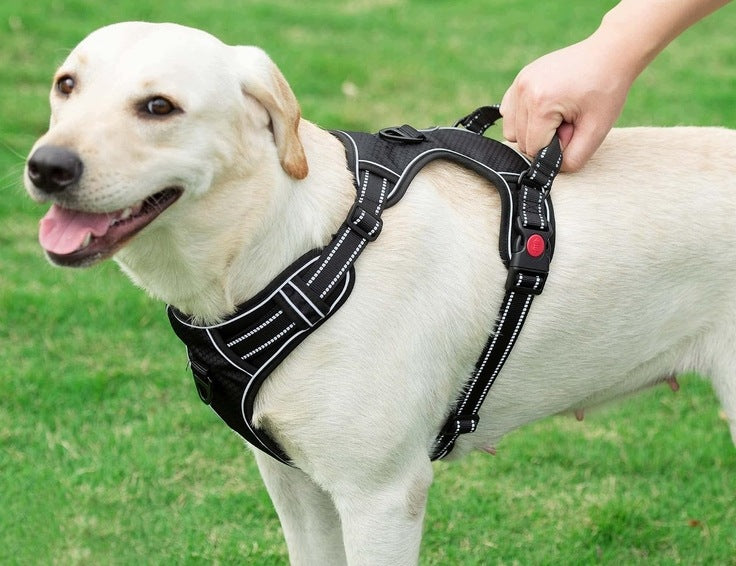 HAAPAW DOG HARNESS ANTI-PULL REFLECTIVE PURPLE SIZE L Packaging status original