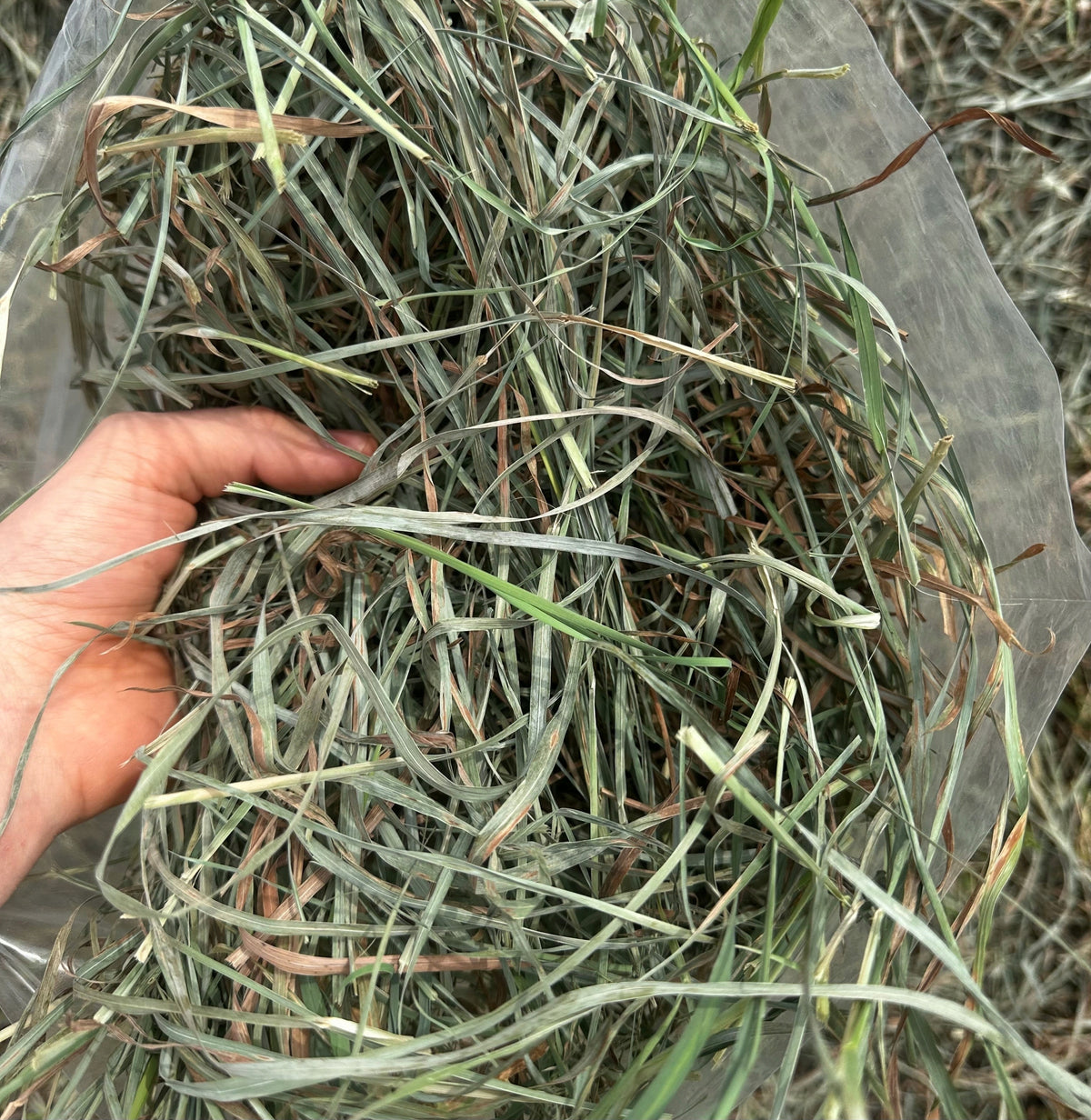 HAY FOR RABBIT RODENTS PIG ANIMALS ZOONEST 1KG GREEN Packaging status original