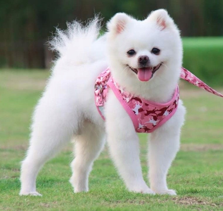 Harness For Small and Medium Dogs Size M Brand no brand