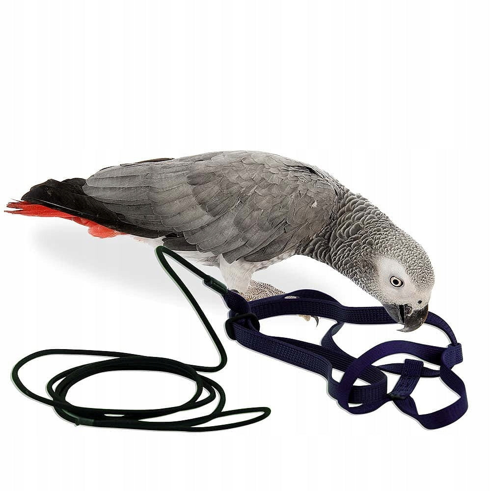 Harness for parrots Aviator M Blue