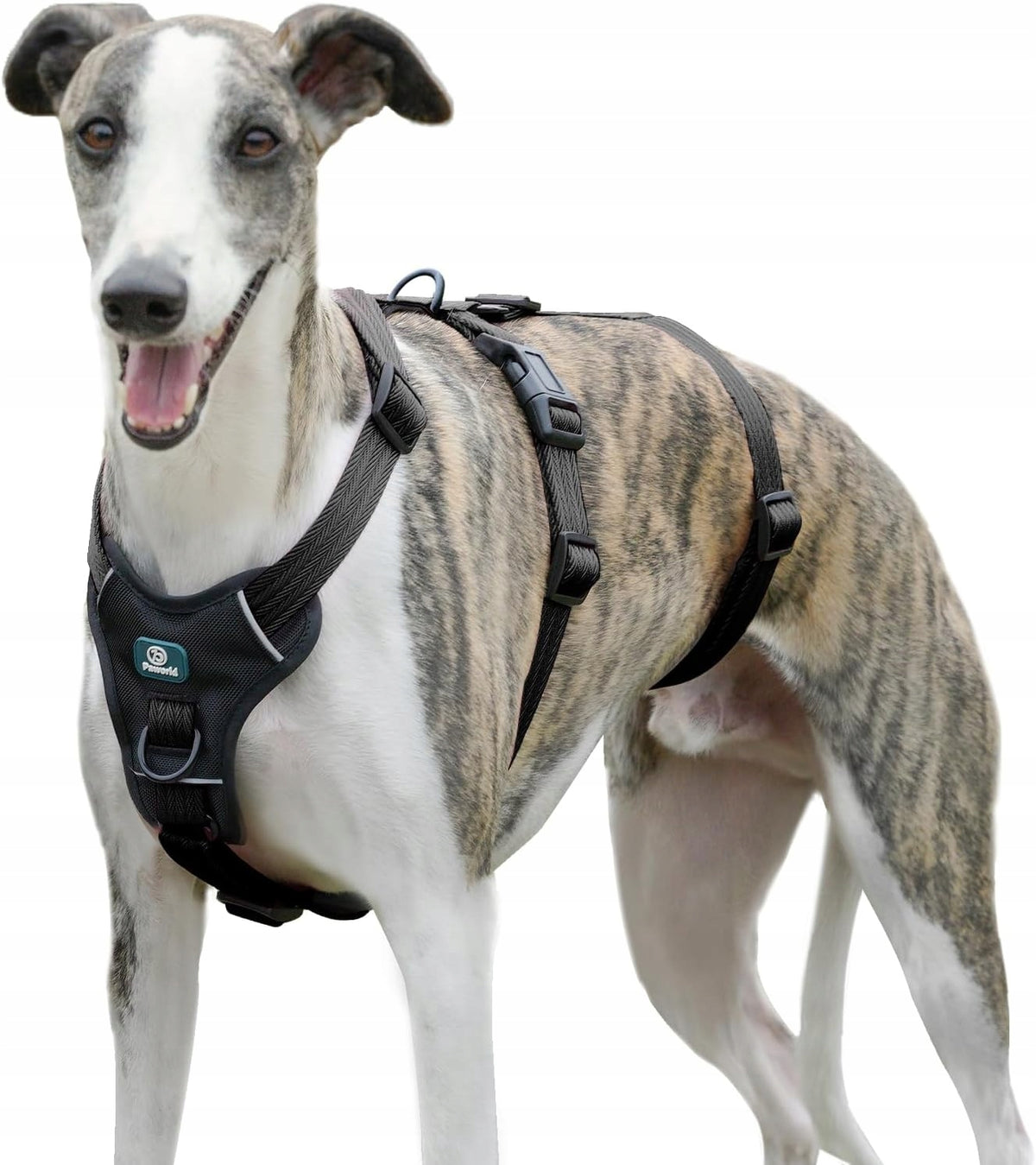Harnesses for Dogs Packaging status original