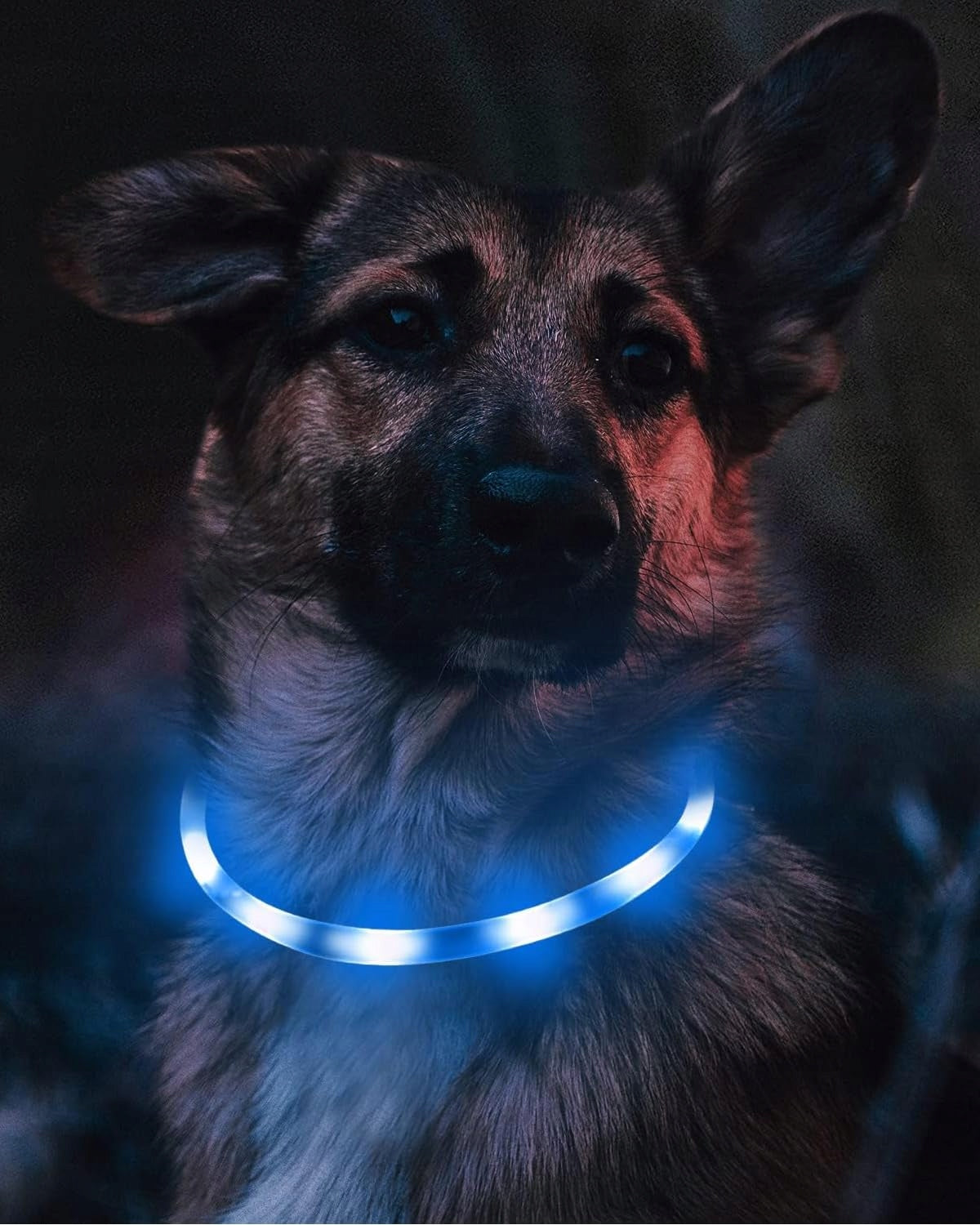 LED CAT DOG GLOW COLLAR ADJUSTABLE USB Waterproof BLUE Packaging status original