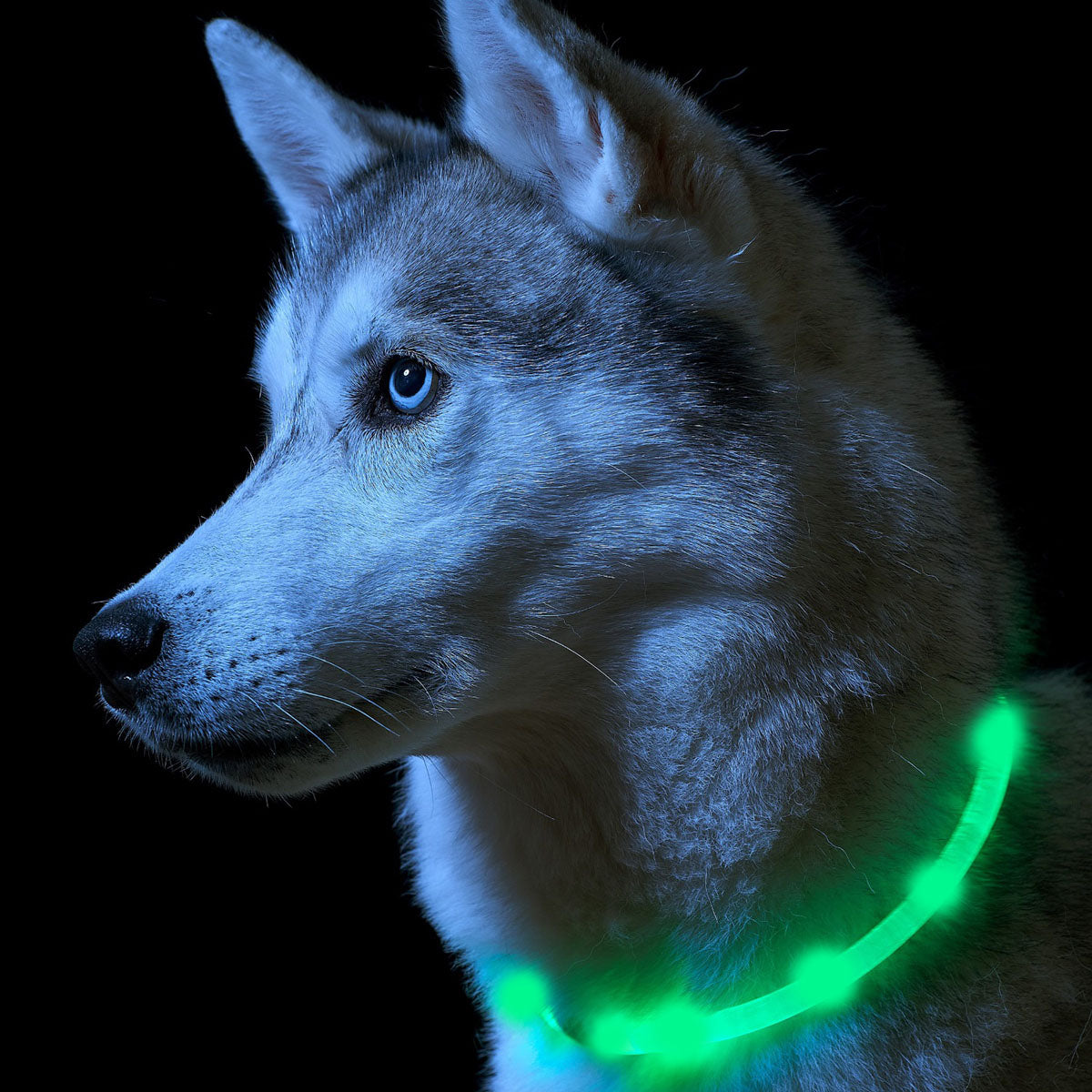 LED DOG GLOW COLLAR ADJUSTABLE USB Waterproof GREEN Night Walk Packaging status original