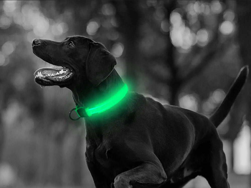 LED GLOW-IN-THE-DARK COLLAR FOR DOG AND CAT ADJUSTABLE 59cm GREEN Manufacturer code 19323_Z