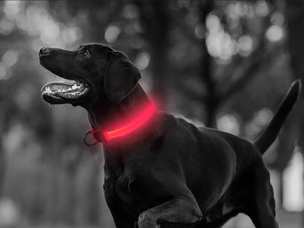 LED GLOW-IN-THE-DARK COLLAR FOR DOG AND CAT ADJUSTABLE 59cm PINK Manufacturer code 19323_R