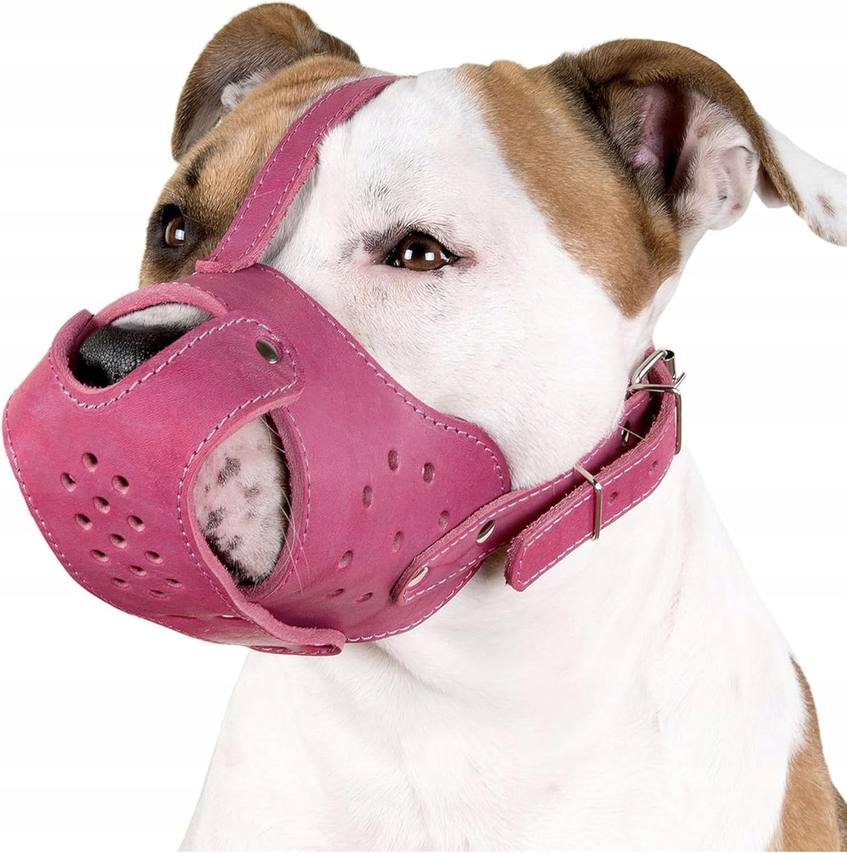 Leather muzzle for dog PITBULL AMSTAFF adjustable strong M/L CollarDirect