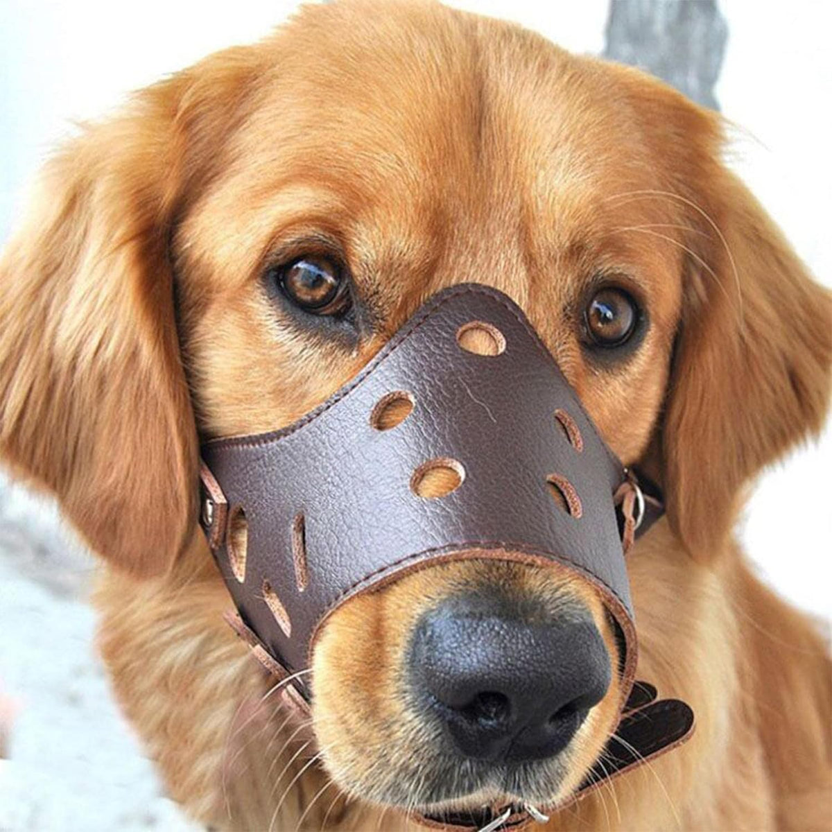 Leather muzzle for dog, breathable and comfortable Packaging status original