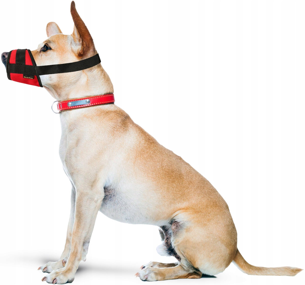 Material muzzle for dog S