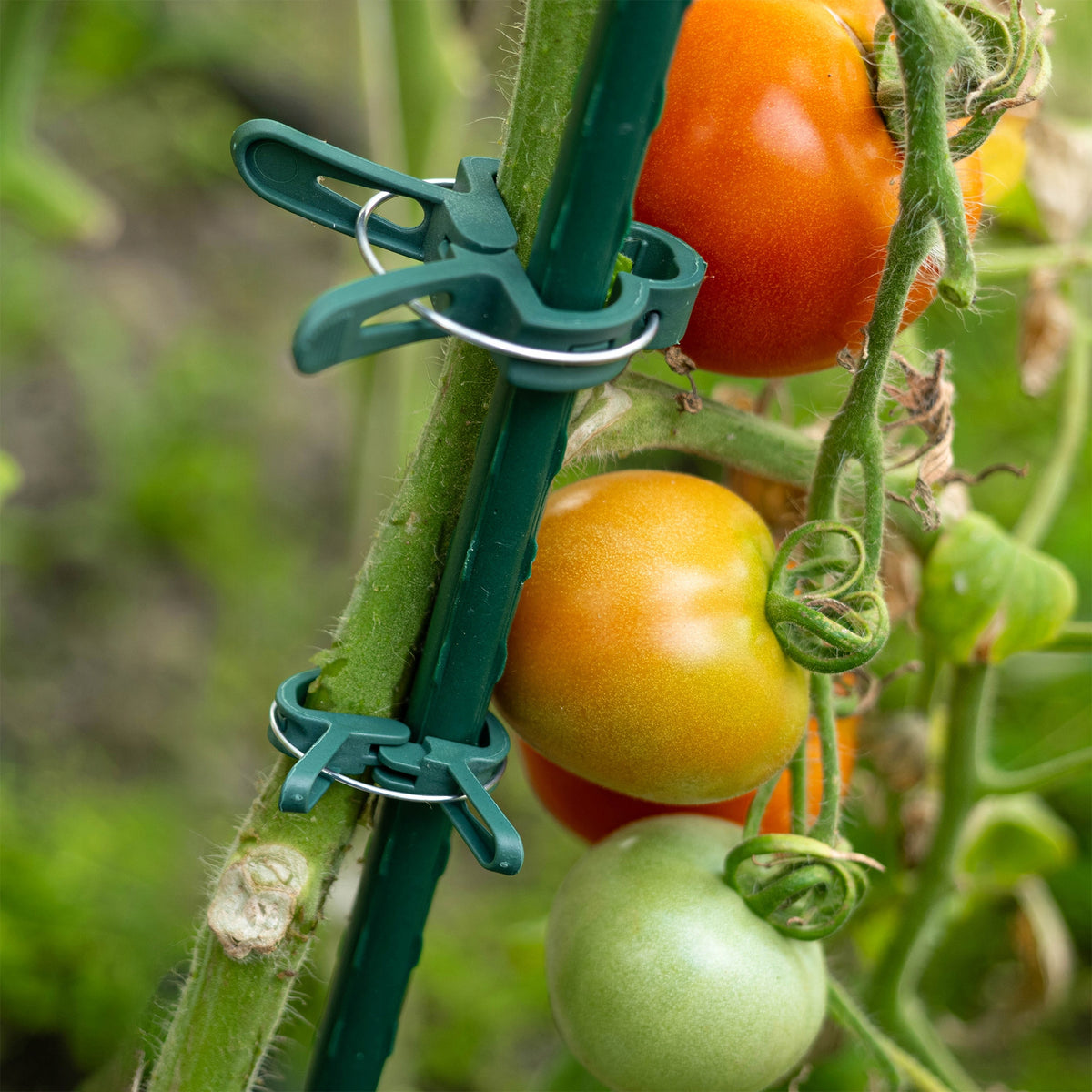PLANT CLIPS TOMATO SHOTS BEAN STEM MOUNTINGS HOLDER 20x Color green