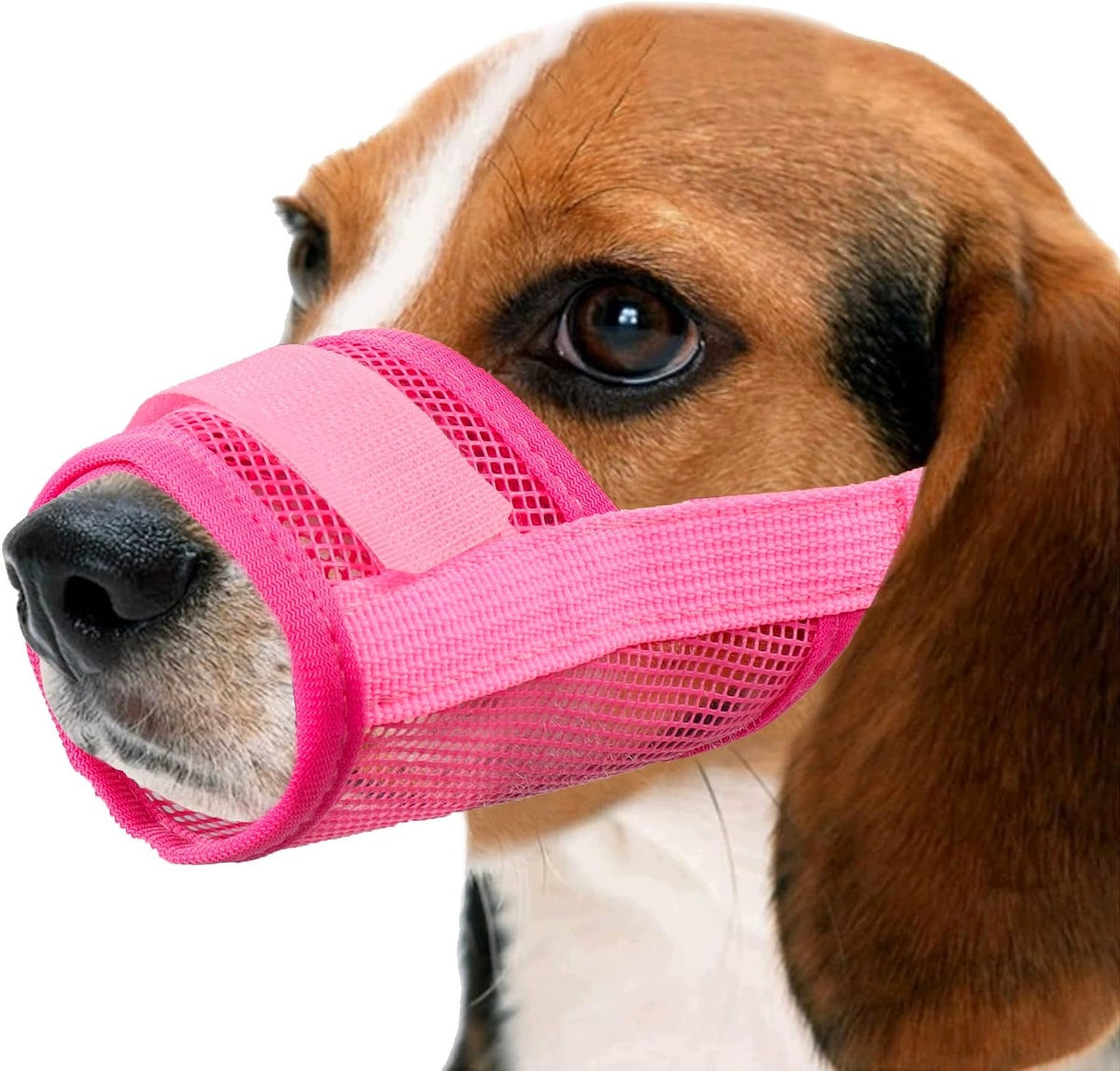 Plastic muzzle PanZwierz Manufacturer code 5908040616562