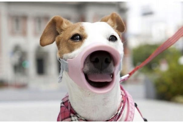 SOFT SILICONE MUZZLE FOR DOG DUCK DOG Manufacturer code SC439