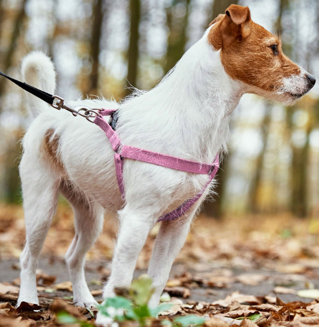 STEP IN DOG HARNESS ADJUSTABLE STRONG PRESSURE-FREE COMFORTABLE DECENT Roz XL Brand Reverse