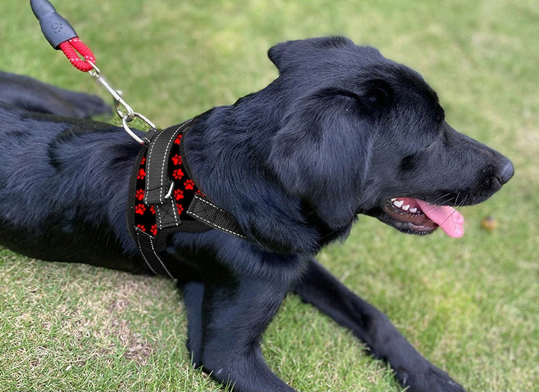 STRONG PRESSURE-FREE DOG HARNESS ADJUSTABLE COMFORTABLE LIGHT PAWS M 56-68 Manufacturer code SZ.BZU.W.M.REDLP