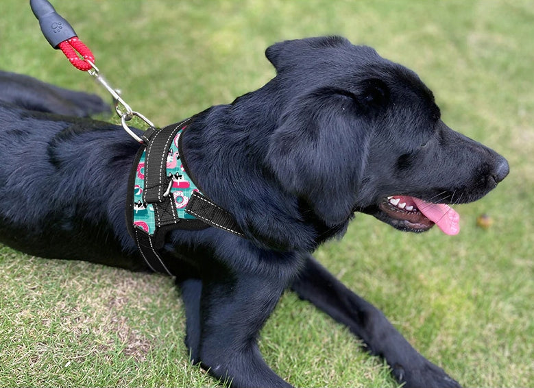 STRONG PRESSURE-FREE DOG HARNESS ADJUSTABLE COMFORTABLE LIGHTWEIGHT XS 34-44cm Brand Reverse