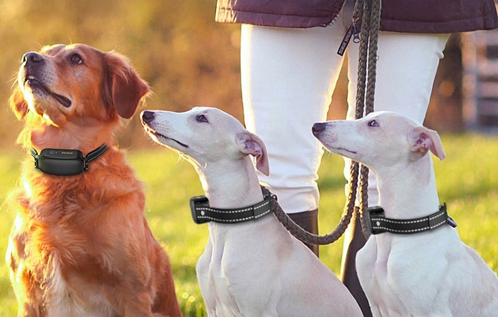 Set of Anti Bark Collars with Remote Control Rojeco Pd521 Range 1000m Ipx7 Packaging status original