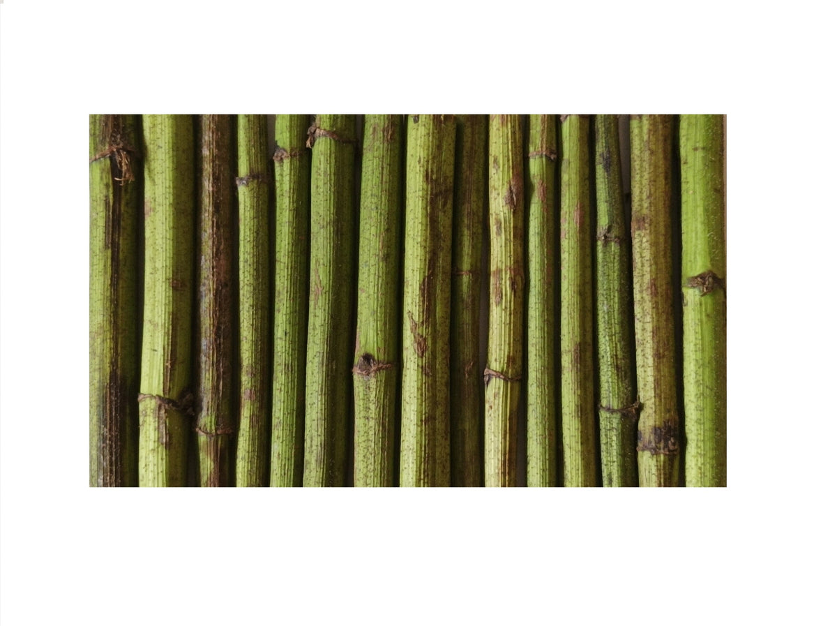 Shoots Topinamburu Dried Teether For Rabbit Rodents Natural Treat 100g Packaging status original
