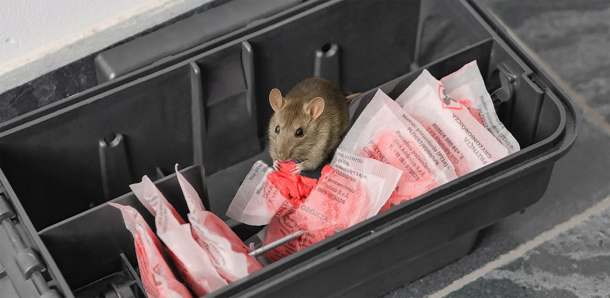 ULTRA STRONG POISON FOR MICE AND RATS STRONG PASTE BROMADIOLONE 3KG EAN (GTIN) 5905718015665